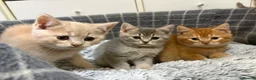 British Shorthair cats for sale: British shorthair kittens  - Advert 1