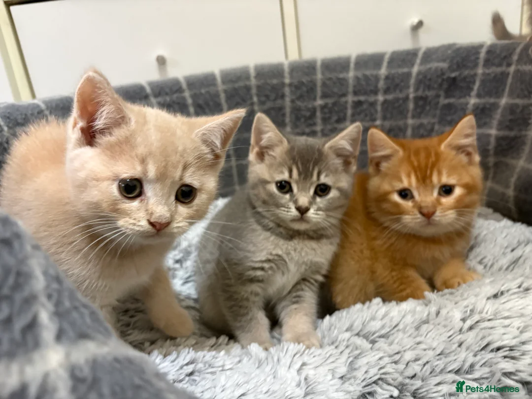 British Shorthair cats for sale: British shorthair kittens  - Advert 1