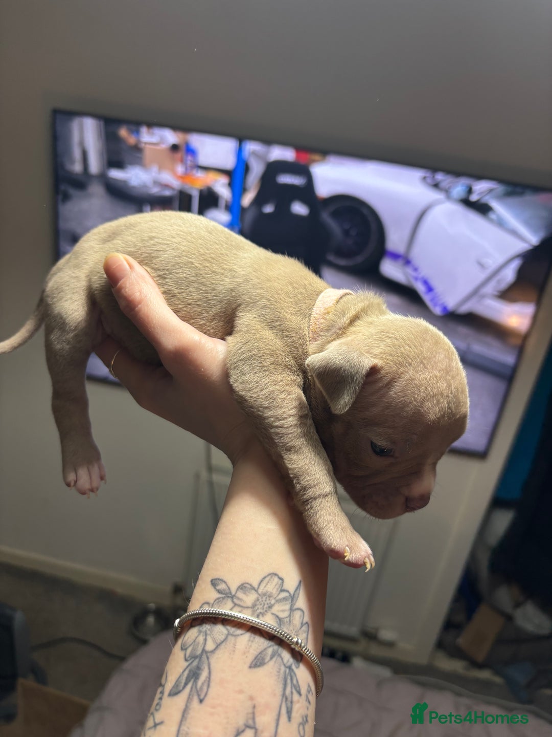 American Bully dogs for sale: Pocket Bully Puppies - Advert 29