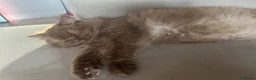 British Longhair cats for sale: Cinnamon British long hair girl 🧡 - Advert 13