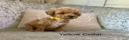 Toy Poodle dogs for sale: 🐩Outstanding Toy Poodle Puppies – Ready to view🐩 - Advert 25