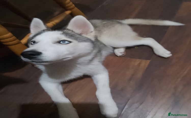 Siberian Husky dogs - Advert 11