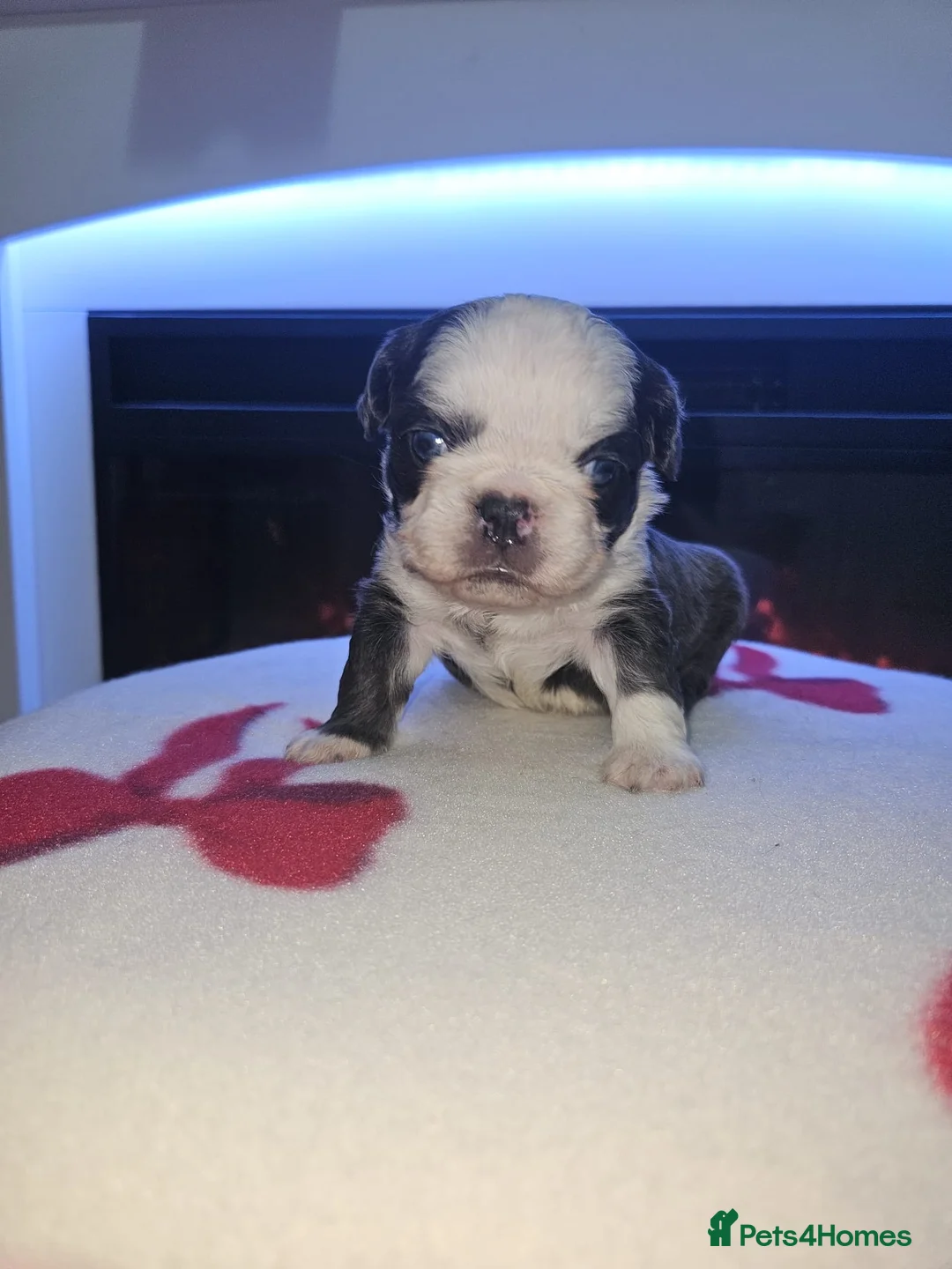 French Bulldog dogs for sale: Beautiful kc fluffy panda french bulldogs - Advert 15