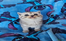 Scottish Fold cats for sale: Two boys Scotitish fold - Image 8