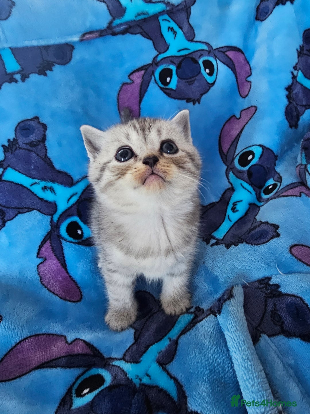 Scottish Fold cats for sale: Two boys Scotitish fold - Image 8