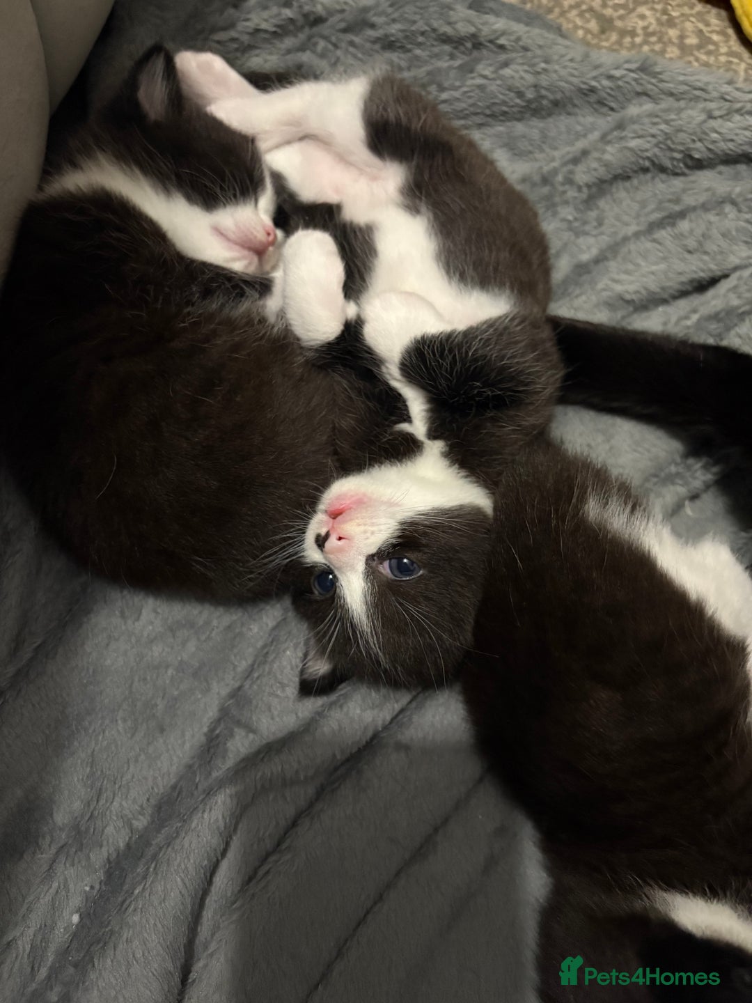 Ragdoll cats for sale:  Ragdoll X Kittens  - Advert 19