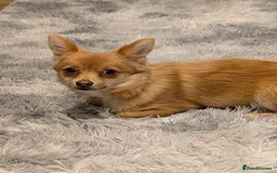 Pomchi dogs for sale: Female Pomchi  - Image 1