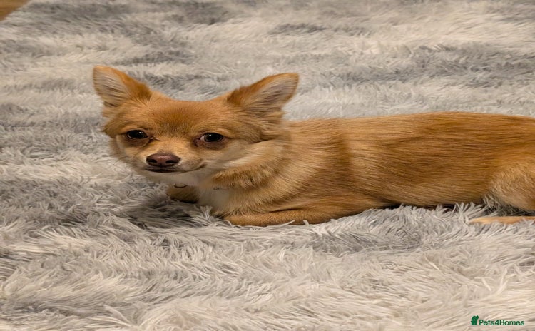 Pomchi dogs - Advert 1
