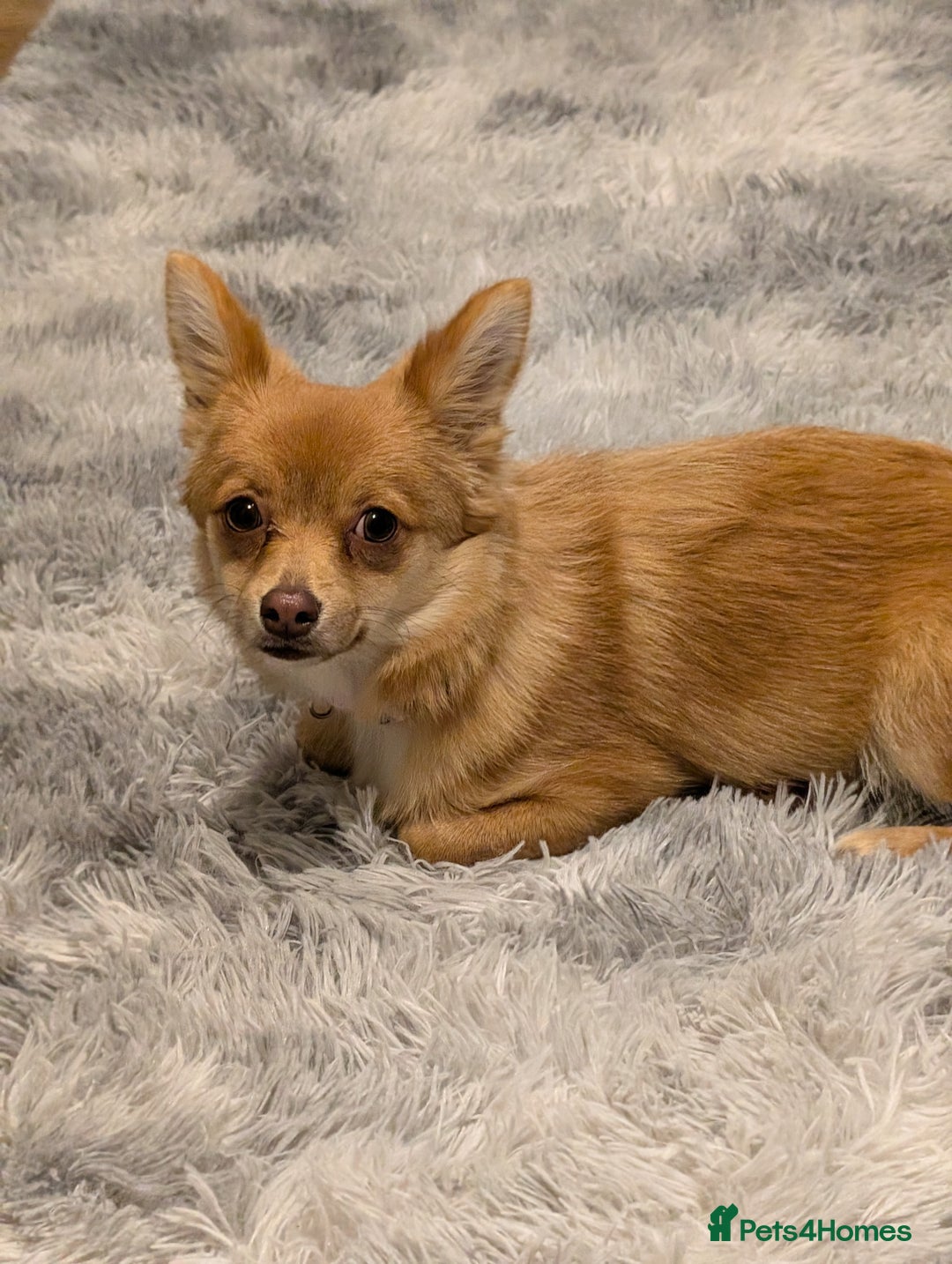 Pomchi dogs for sale: Female Pomchi  - Image 1