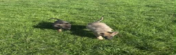 German Shepherd dogs for sale: 2 German Shepherd Pups in Huddersfield - Advert 6