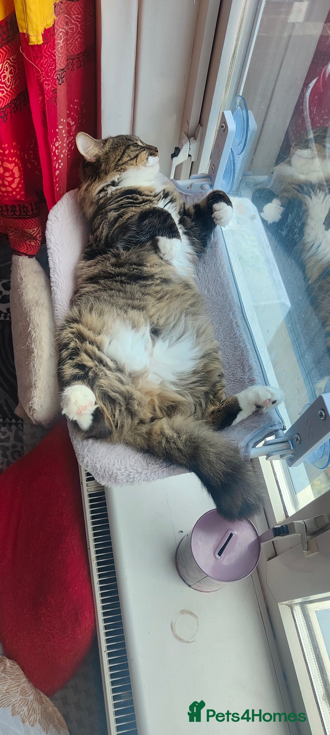 Mixed Breed cats for sale: Ragdoll mixed kitten - Image 8