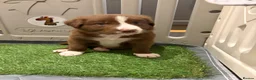 Sprollie dogs for sale: SPROLLIE PUPPIES LOOKING FOR THEIR FOREVER HOMES  - Advert 5