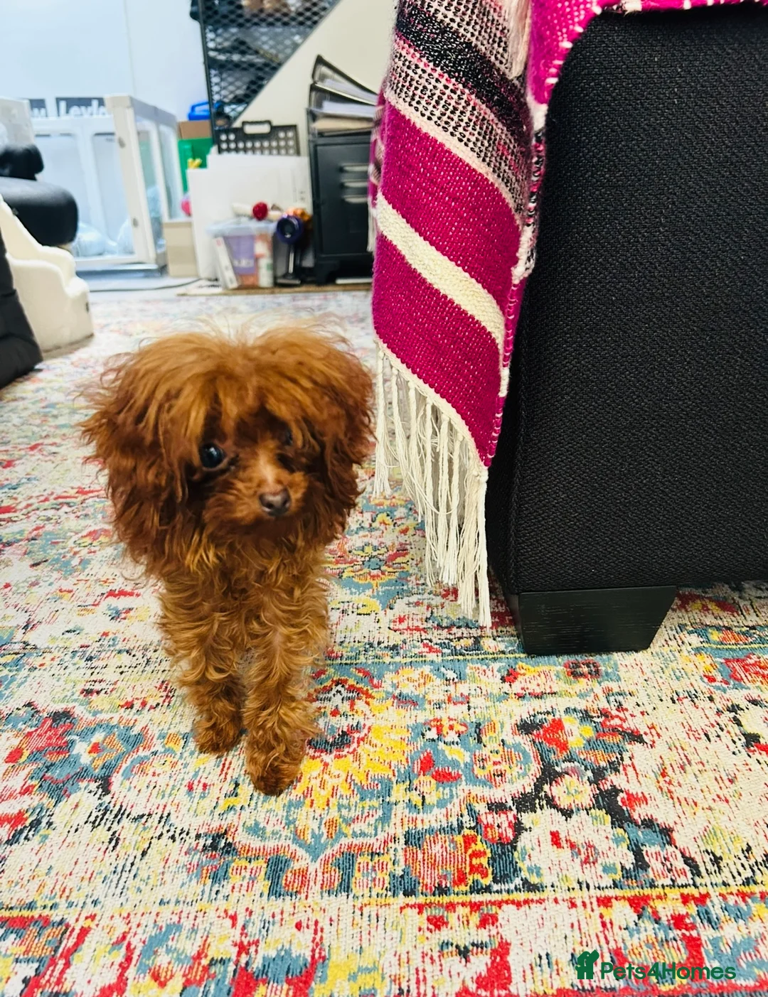 Toy Poodle dogs for sale: Rare Asian Micro Toy Poodle (Under 1kg) - Advert 4