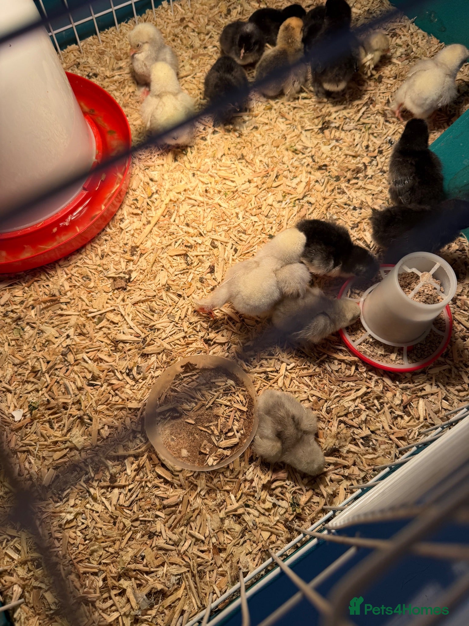 Chickens poultry Bantam chicks day olds - Advert 1