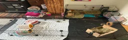 Guinea Pig rodents for sale: 3 guinea pigs  in Widnes - Advert 5