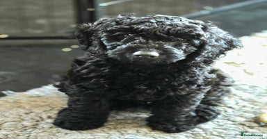 Cockapoo dogs Stunning F1b cockerpoo's male - Advert 15