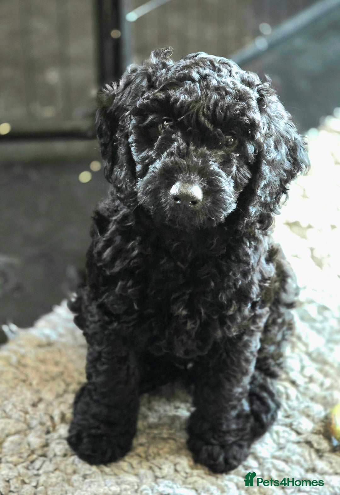 Cockapoo dogs for sale: Stunning F1b cockerpoo male - Advert 3