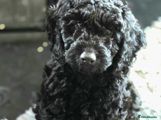 Cockapoo dogs Stunning F1b cockerpoo's males - Advert 13