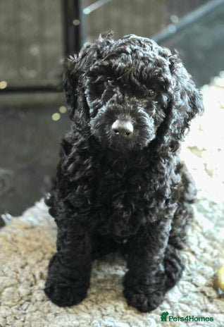 Cockapoo dogs Stunning F1b cockerpoo's males - Advert 4