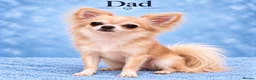 Chihuahua dogs for sale: 🐾3 Beautiful Chihuahua Puppies Raised with Care  in St Albans - Advert 2