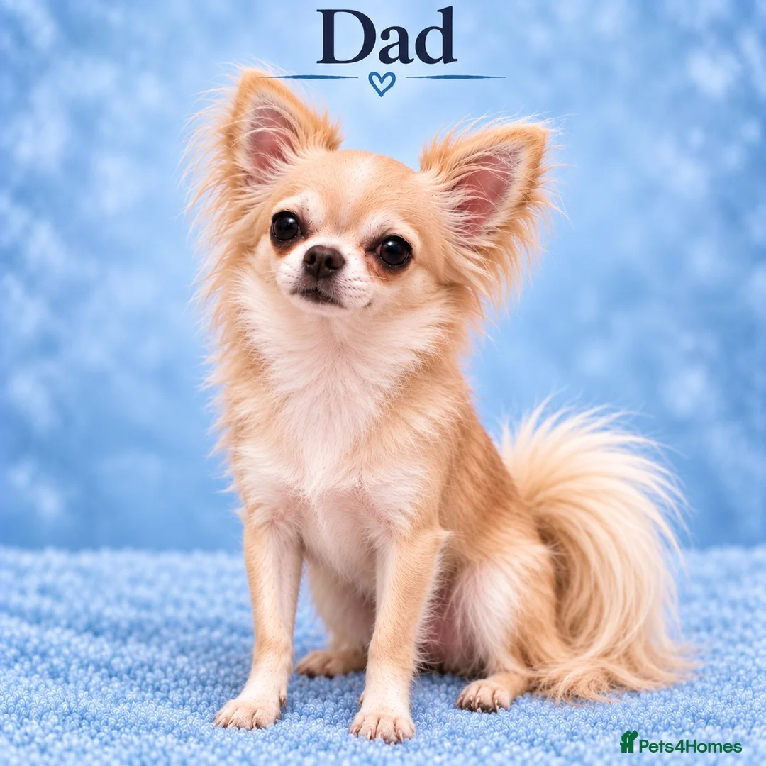 Chihuahua dogs for sale: 🐾3 Beautiful Chihuahua Puppies Raised with Care  in St Albans - Advert 2