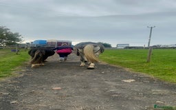 Irish Cob horses for sale: 3 year old cob Milton for sale  - Image 10