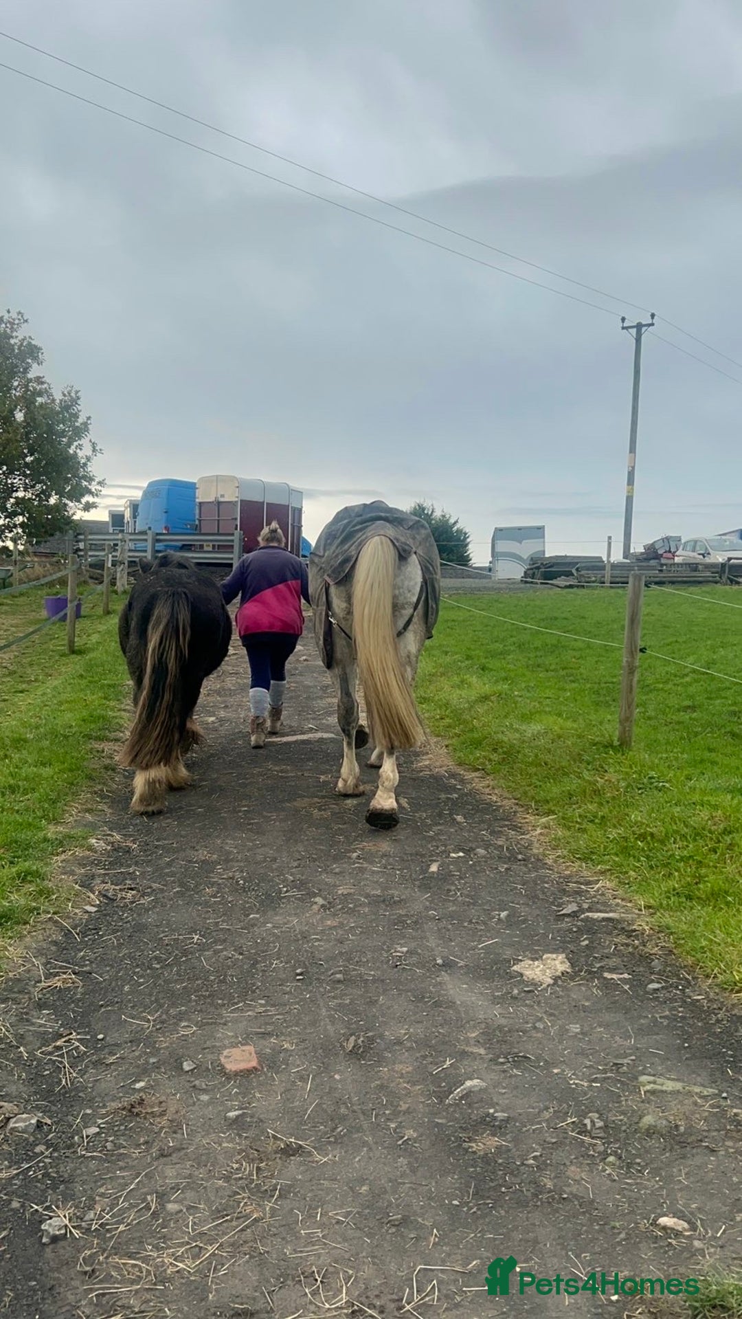Irish Cob horses for sale: 3 year old cob Milton for sale  - Image 10