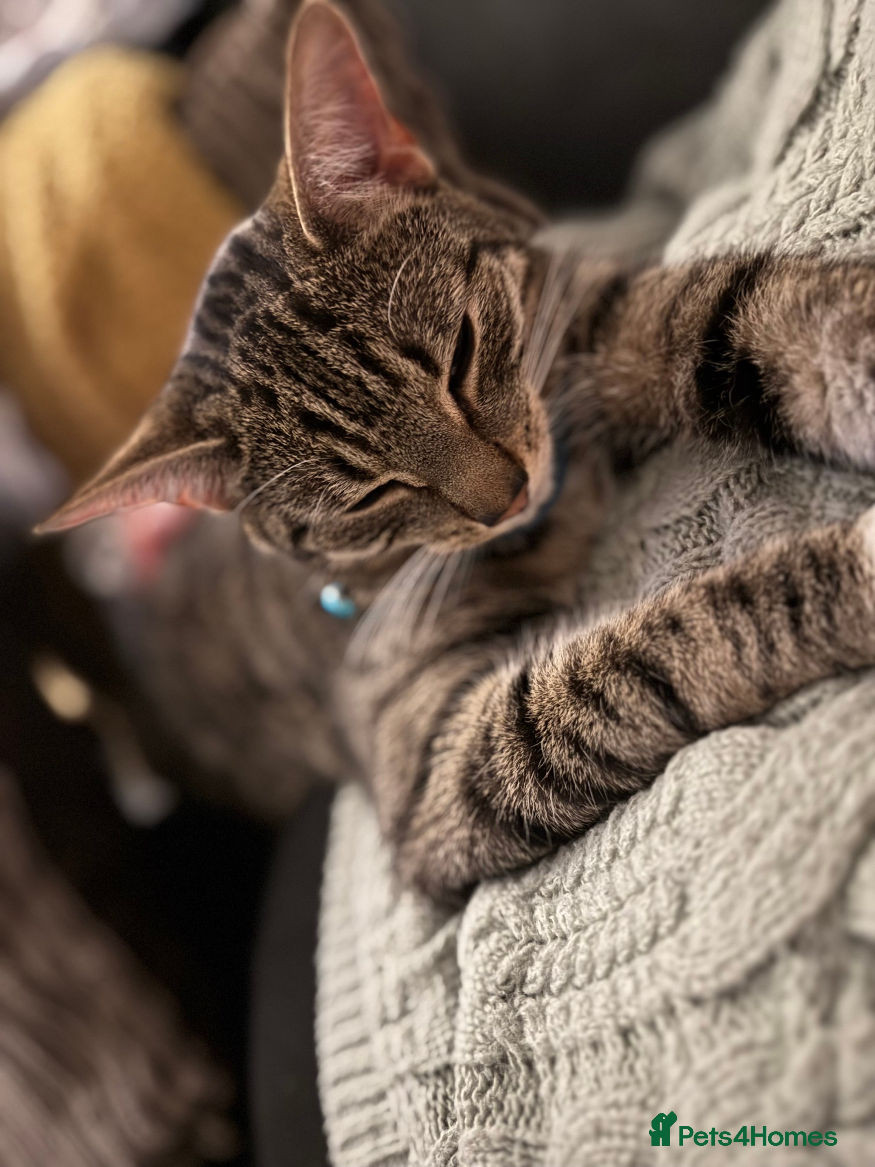 British Shorthair cats British shorthair  - Advert 1