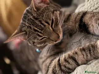 British Shorthair cats British shorthair - Advert 1