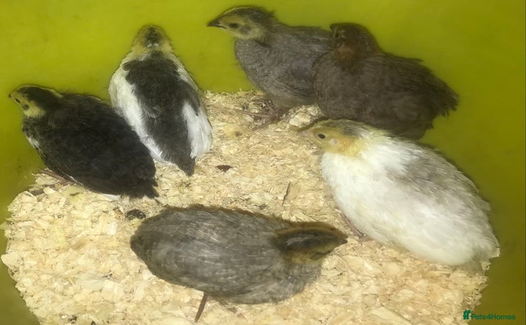 Quail poultry - Advert 3
