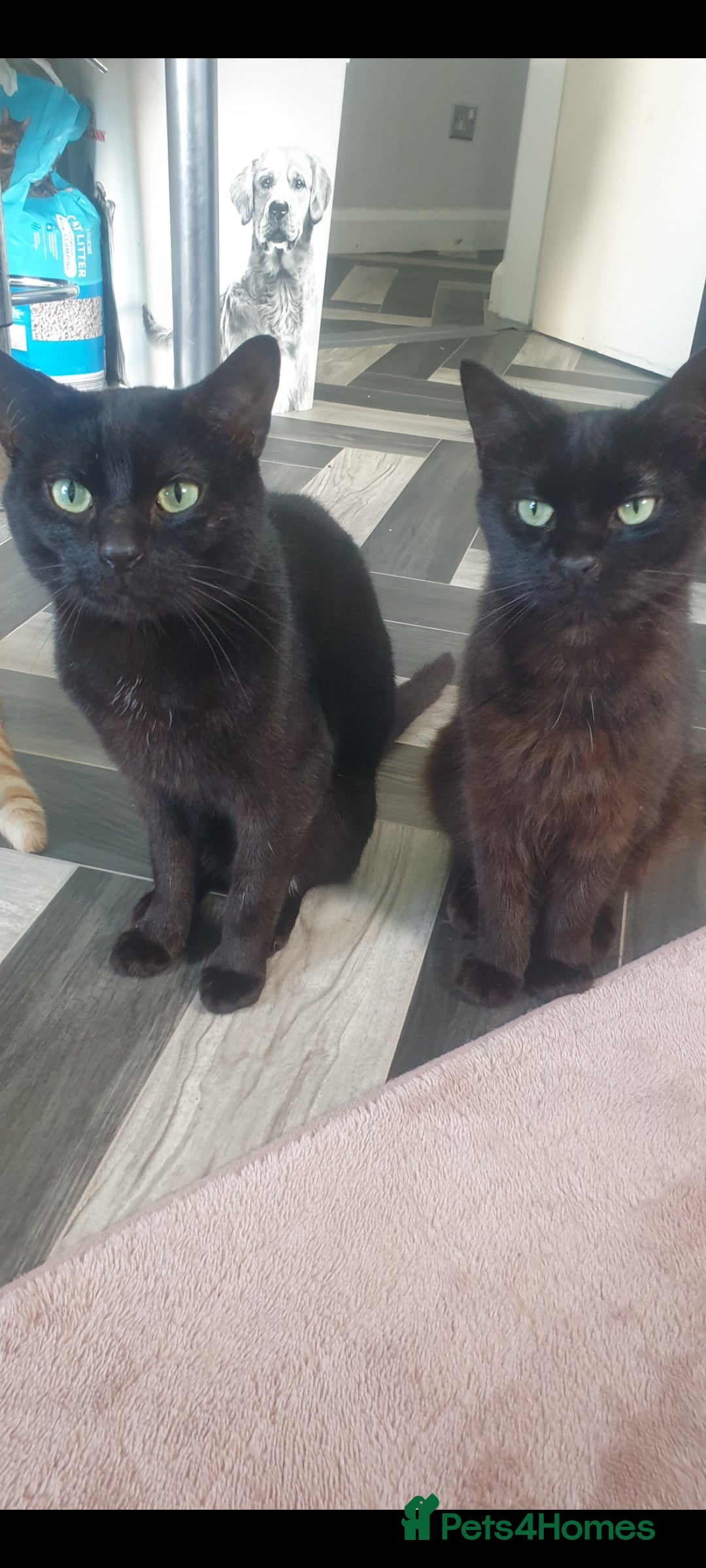 British Longhair cats for sale: Male and female cats free  - Image 7