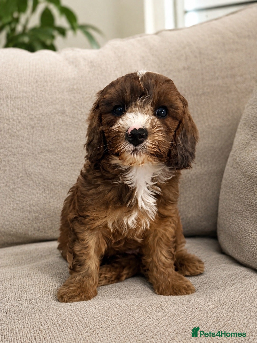 Cavapoo dogs DNA health tested Miniature Cavapoos 🌸  - Advert 18