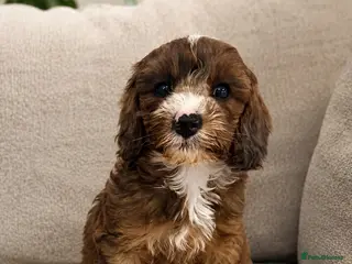 Cavapoo dogs DNA health tested Miniature Cavapoos 🌸 - Advert 18