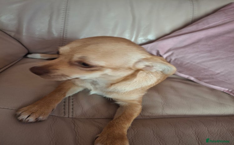 Chihuahua dogs - Advert 1