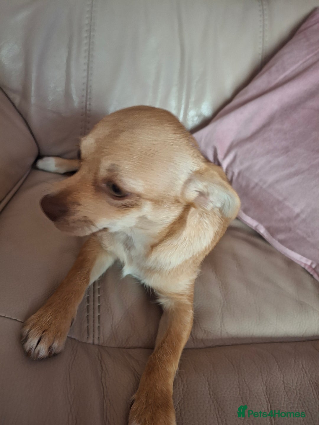 Chihuahua dogs for sale: Chihuahua 6 month old female - Image 1