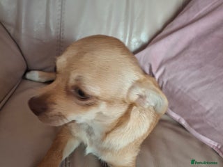 Chihuahua dogs - Advert 4