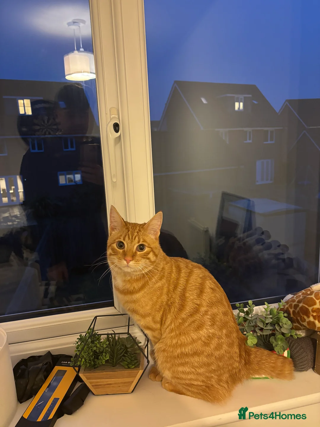 Pixie Bob cats for sale: Pixie Bob - Advert 2