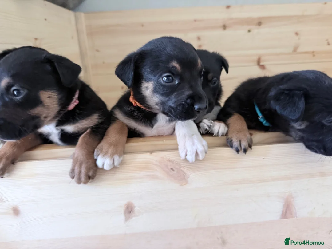 Mixed Breed dogs for sale: Beautiful litter of 10 puppies - Advert 2