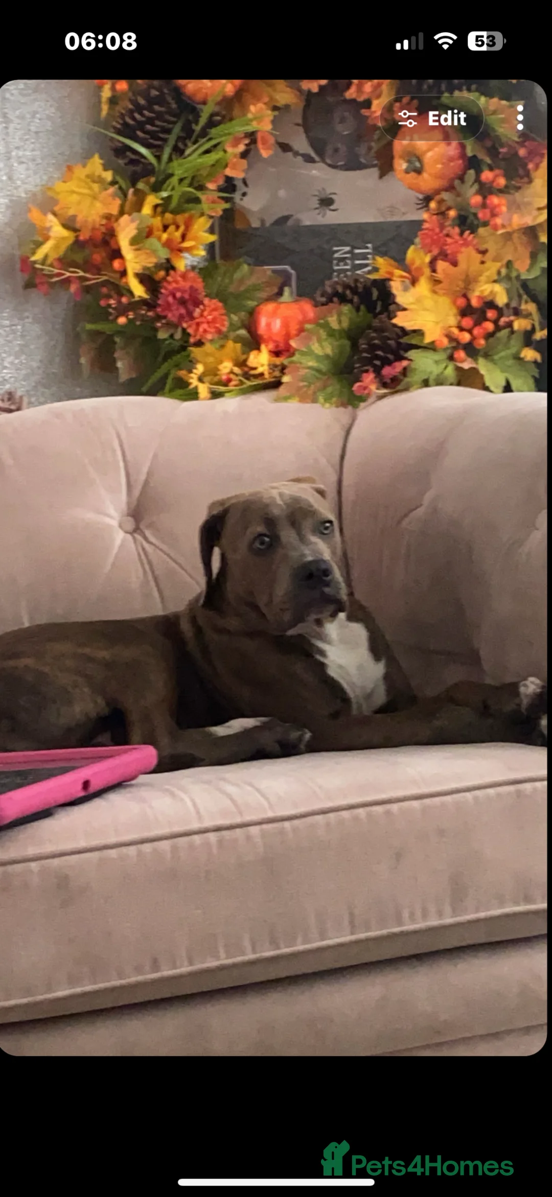 Mixed Breed dogs for sale: His name is Enzo - Advert 5