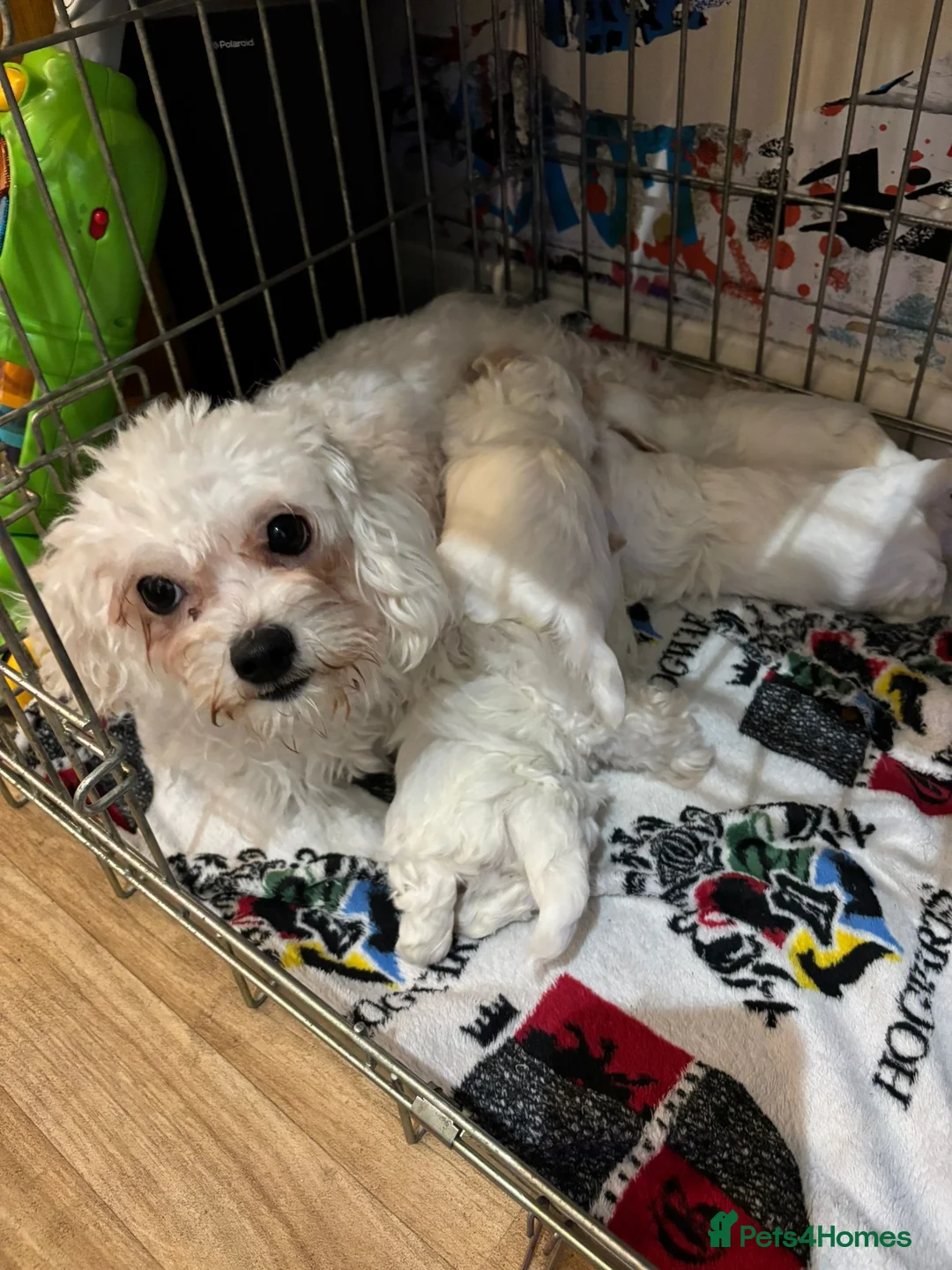 Bichon Frise dogs for sale: Bichon in High Wycombe - Advert 1