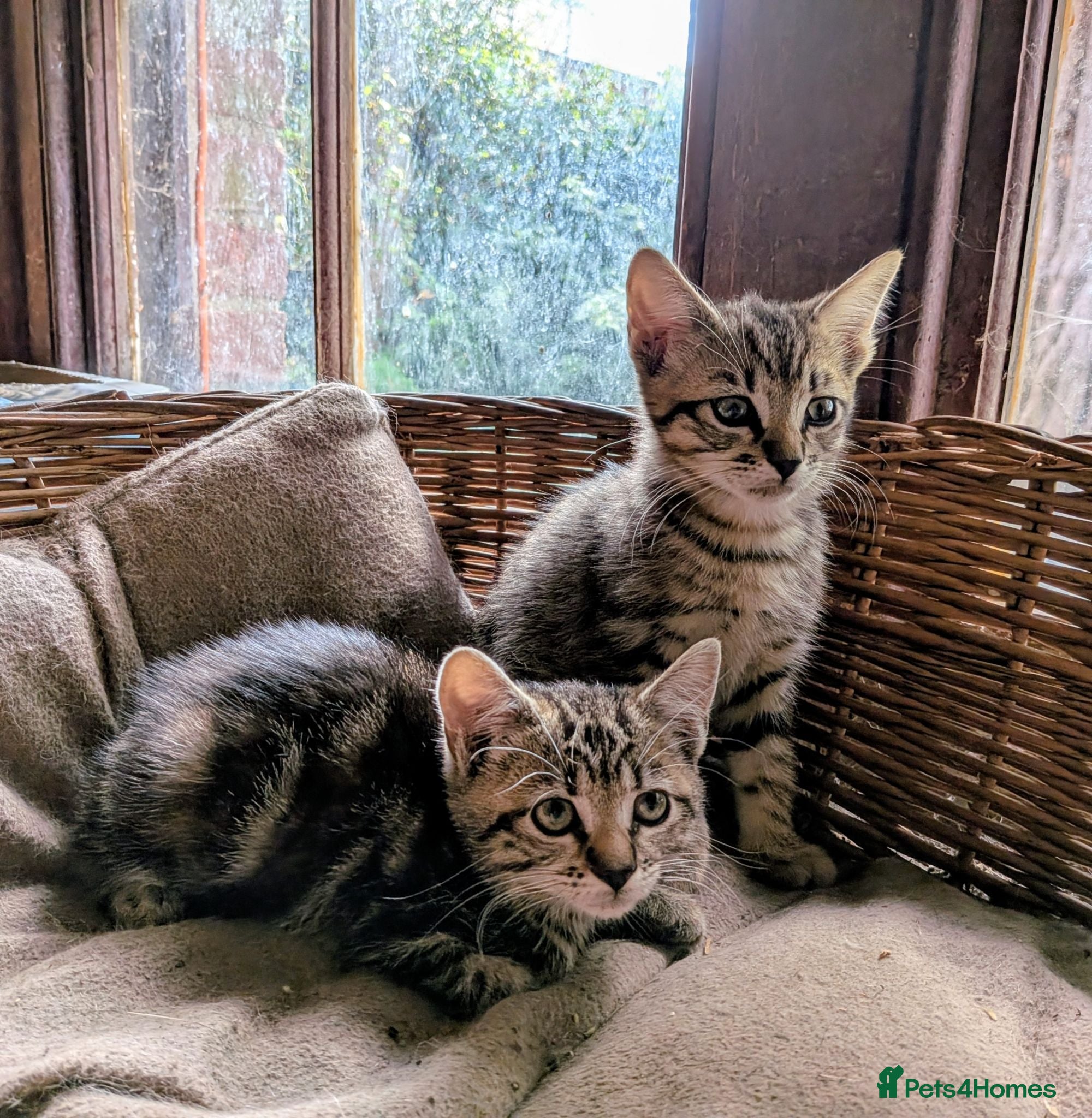 Domestic Shorthair cats Gorgeous kittens - Advert 19