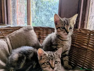 Domestic Shorthair cats Only 2 gorgeous tabby boy kittens left - Advert 3