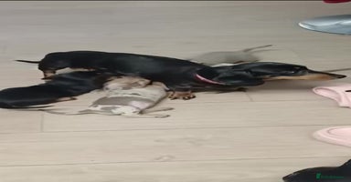 Miniature Dachshund dogs - Advert 12