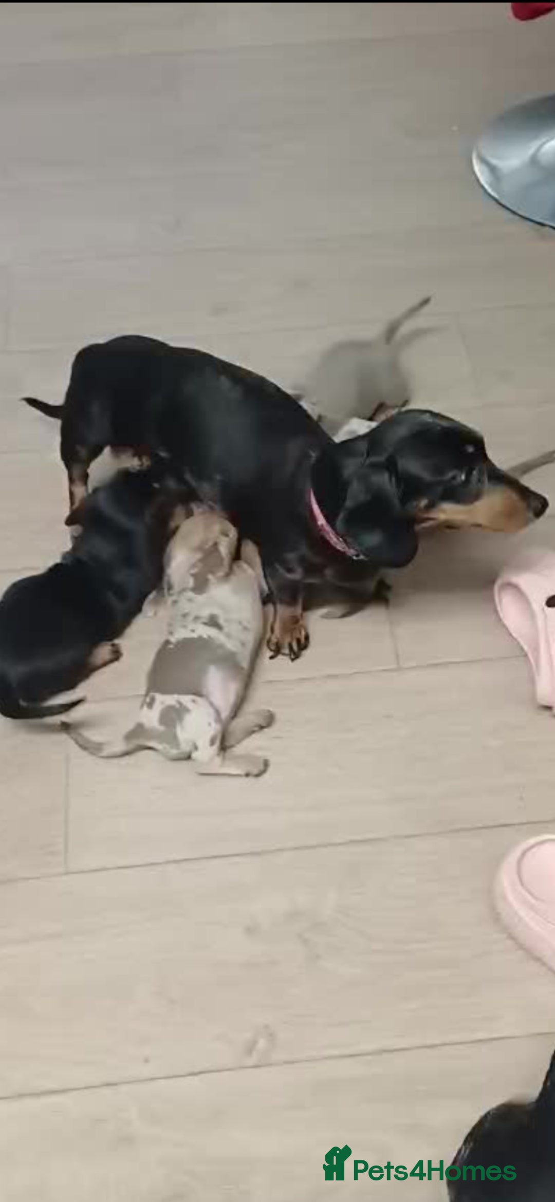 Miniature Dachshund dogs for sale: Mini dax pure bred family pups  - Image 2