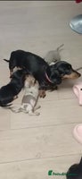 Miniature Dachshund dogs - Advert 2