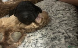 Bernedoodle dogs for sale: Bernedoodle x Labradoodle  - Image 22