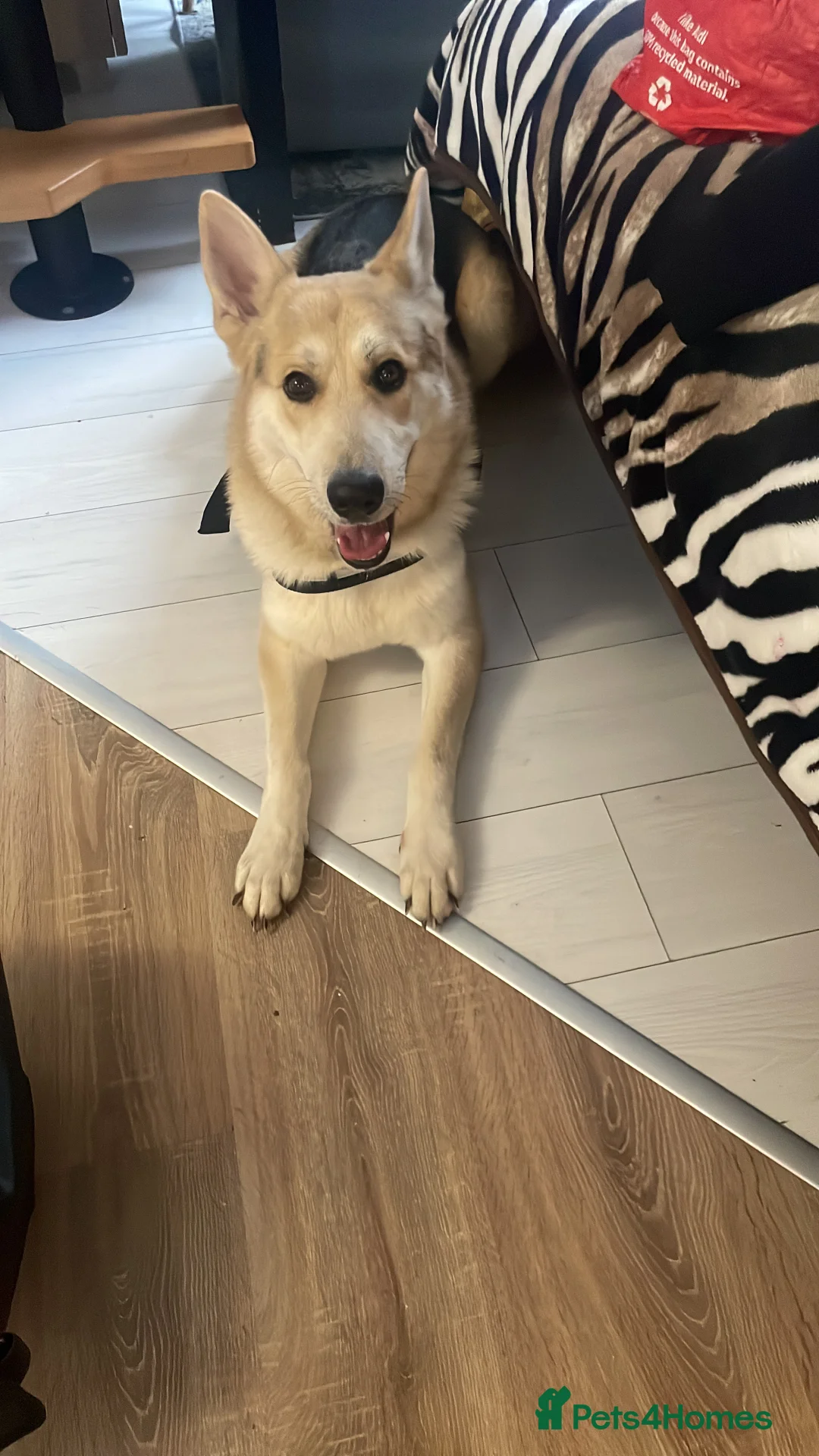 German Shepherd dogs for stud: Exceptional bi-coloured German Shepherd  - Advert 7