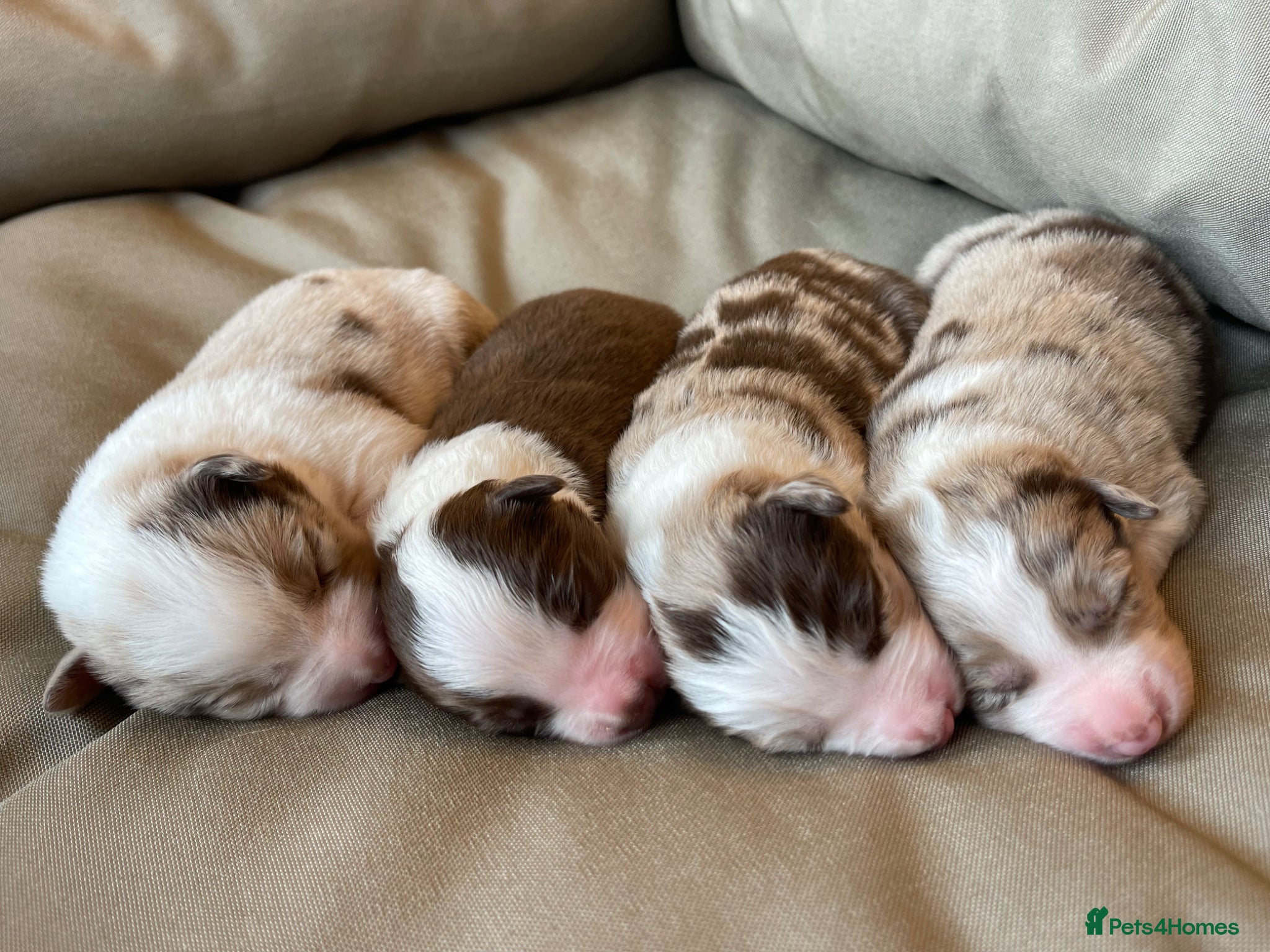 Border Collie dogs 🐾OUTSTANDING *UNIQUE* BORDER COLLIE PUPPIES🐾 - Advert 2