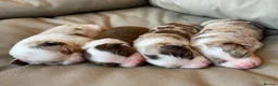 Border Collie dogs for sale: 🐾OUTSTANDING *UNIQUE* BORDER COLLIE PUPPIES🐾 - Advert 17
