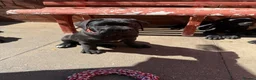 Cane Corso dogs for sale: Cane Corso for Sale- 4 girls&1Boy - Advert 7